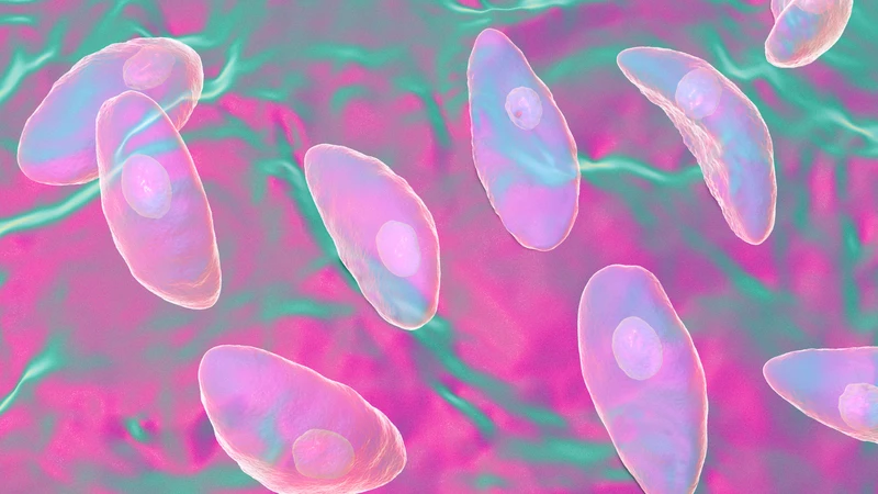 Vòng đời của ký sinh trùng Toxoplasma gondii giúp hiểu rõ hơn về nguồn lây nhiễm