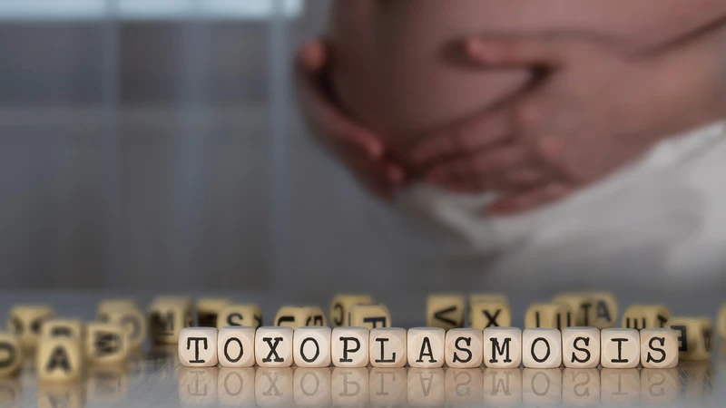 Toxoplasma chủ yếu lây qua thực phẩm nhiễm ký sinh trùng, phân mèo và từ mẹ sang con