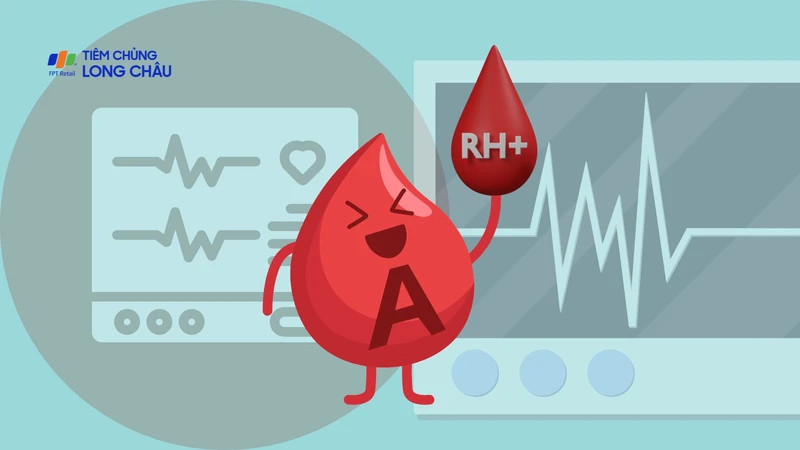 Nhóm máu A Rh+ là gì? Nhóm máu có kháng nguyên A và kháng nguyên Rh (D) trên bề mặt hồng cầu