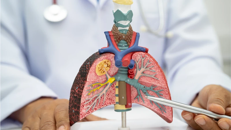 Cấu trúc vi thể của nhu mô phổi là nơi diễn ra quá trình trao đổi khí