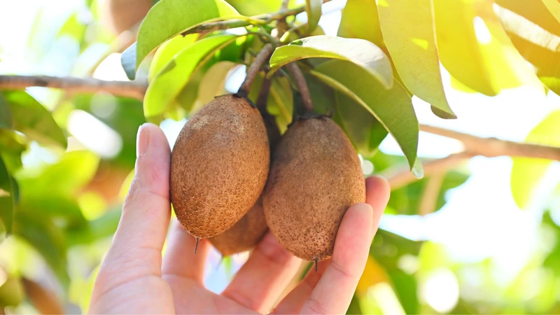 Phụ nữ sau sinh mổ ăn hồng xiêm được không? Hướng dẫn cách chọn hồng xiêm ngon 4