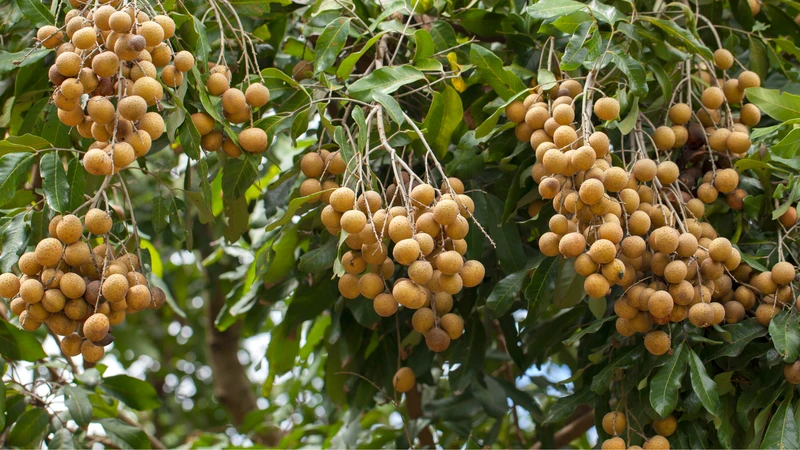 Phụ nữ sau sinh mổ ăn nhãn được không? 2