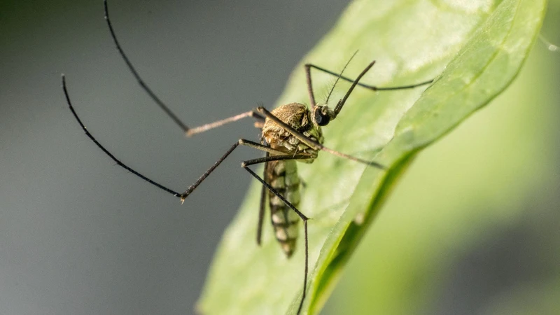 Plasmodium falciparum lây truyền chủ yếu qua muỗi Anopheles cái