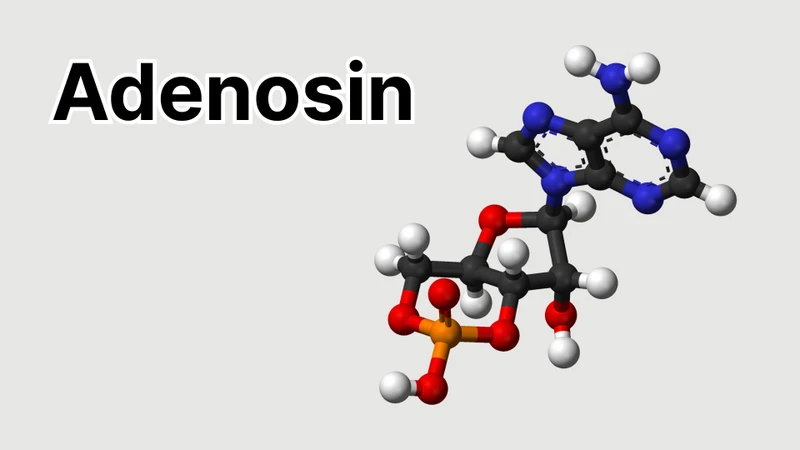 Adenosin là một nucleoside purin có sẵn trong cơ thể và đóng vai trò điều chỉnh nhiều quá trình sinh lý quan trọng