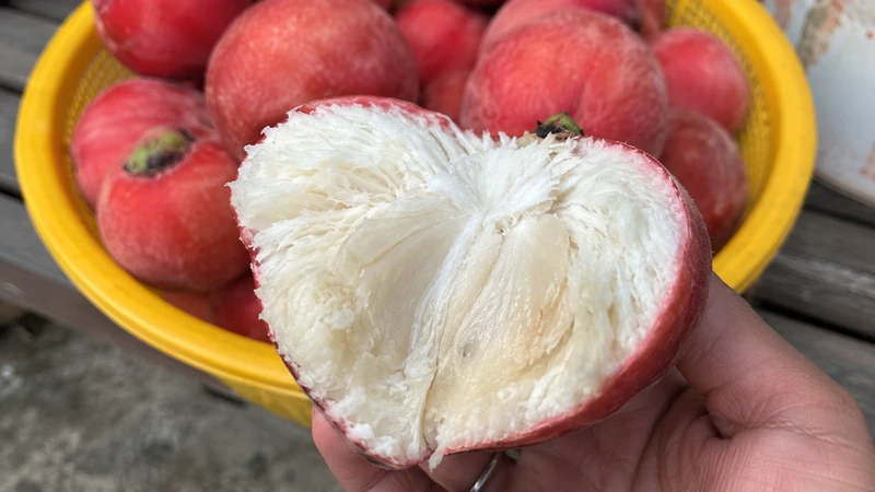 Quả hồng nhung có vỏ đỏ nâu phủ lớp lông mịn