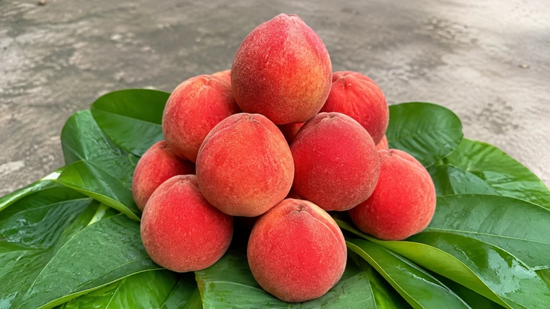 Chỉ nên ăn quả hồng nhung chín và dùng với lượng vừa phải