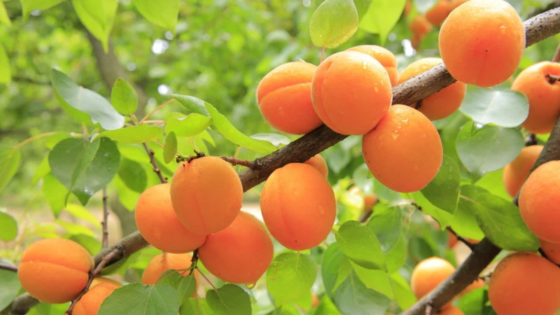 Mơ khô có hàm lượng calo và đường cao hơn mơ tươi do quá trình khử nước