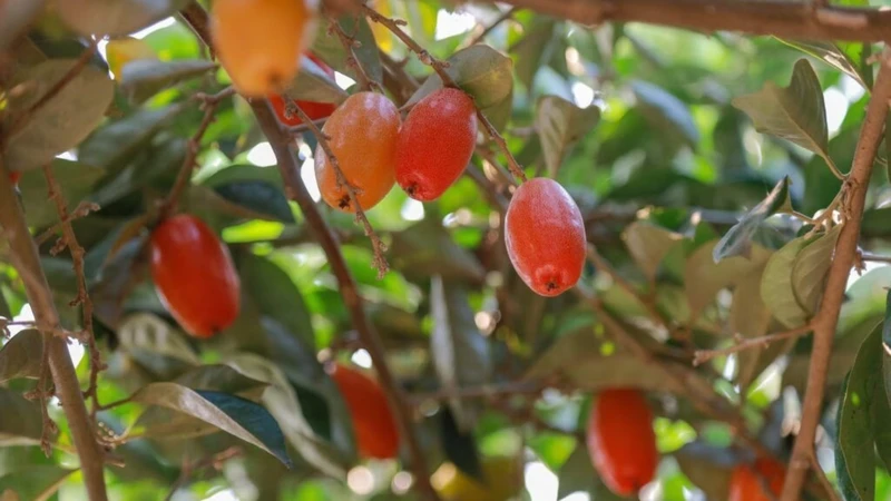 Nhót là loại quả quen thuộc với hương vị chua ngọt đặc trưng
