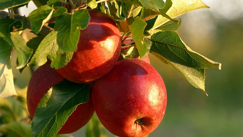 Quercetin trong táo đang được nghiên cứu về vai trò bảo vệ tế bào thần kinh