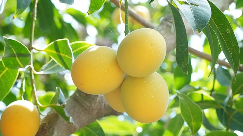 Ăn thanh trà với lượng vừa phải và kết hợp với trái cây khác