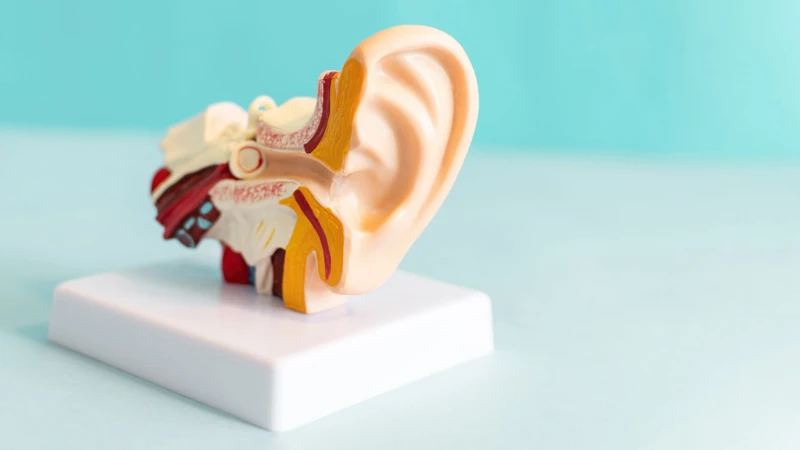 Một bên tai bị suy giảm thính lực đột ngột có thể là dấu hiệu của quai bị gây mất thính lực