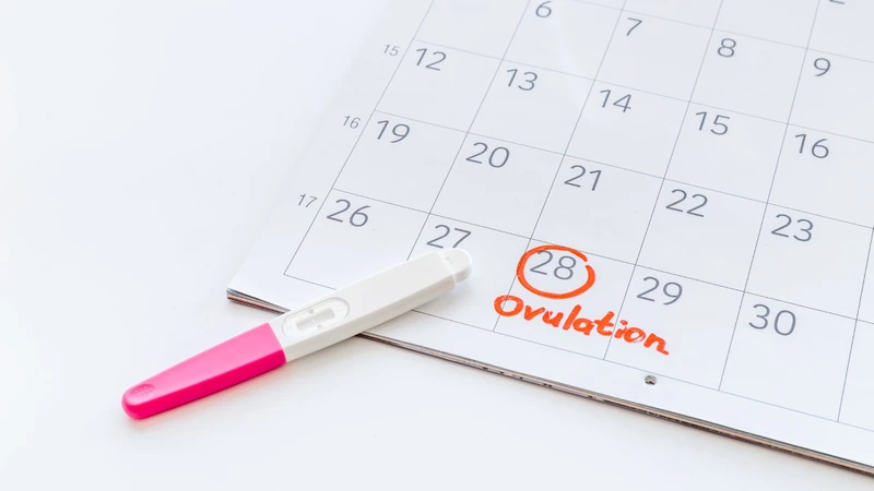 Que thử rụng trứng là dụng cụ giúp xác định thời điểm trứng rụng trong chu kỳ kinh nguyệt