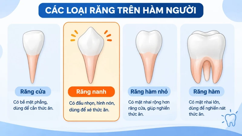 Răng nanh có hình dạng nhọn và chân răng tương đối dài, chắc