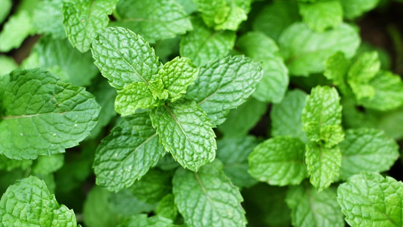 Rau bạc hà là một loại thực vật thân thảo thuộc chi Mentha, họ Lamiaceae