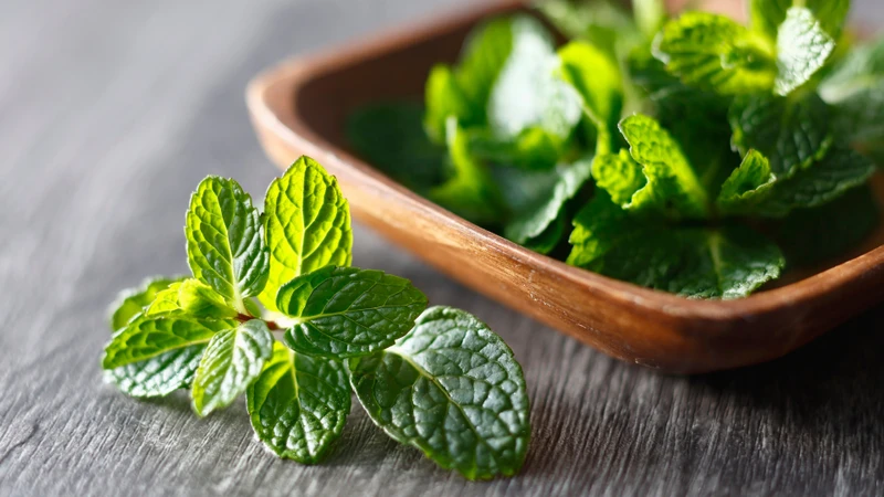 Rau bạc hà chứa một số vitamin quan trọng như vitamin A, vitamin C và một phần vitamin nhóm B