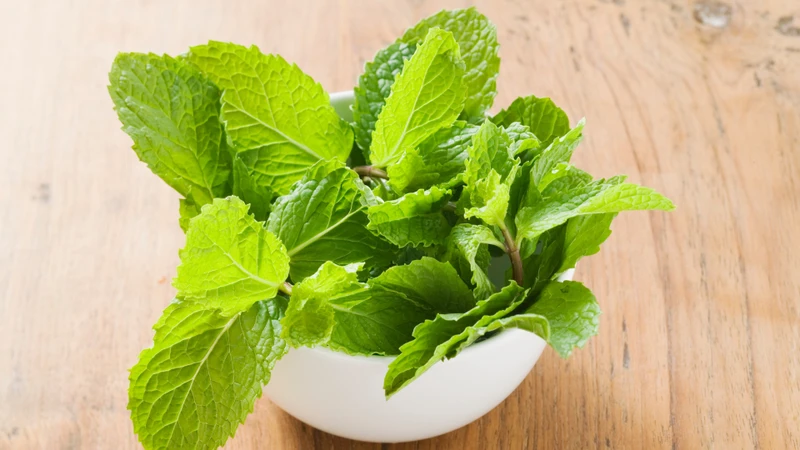 Rau bạc hà nên được rửa sạch trước khi sử dụng để loại bỏ bụi bẩn, vi khuẩn hoặc tồn dư hóa chất