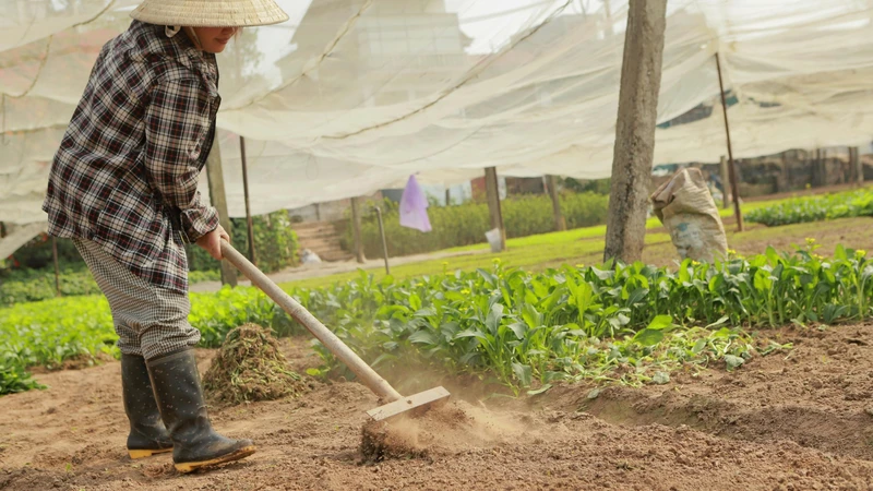 Chọn nguồn rau an toàn, tránh sử dụng rau ở khu vực ô nhiễm hoặc không rõ nguồn gốc