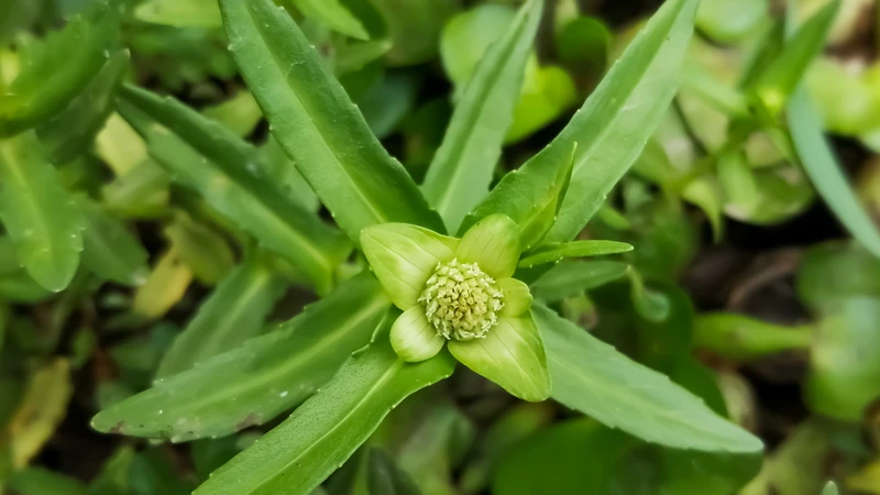 Rau ngổ có tác dụng gì? Đây là câu hỏi được nhiều người quan tâm