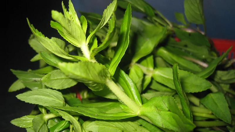 Rau ngổ cũng chứa các khoáng chất thiết yếu như canxi, sắt và kali ở mức độ vừa phải