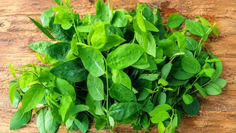Rau ngót chứa nhiều vitamin và các hợp chất có hoạt tính sinh học