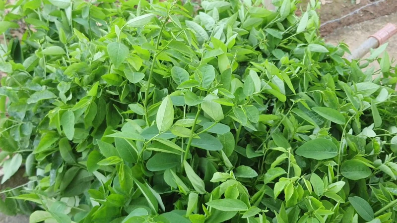 Một số hợp chất có trong rau ngót như flavonoid hay polyphenol được cho là có khả năng chống oxy hóa