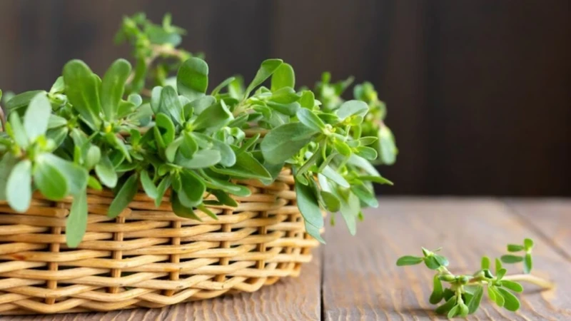 Khi sử dụng rau sam nên chọn loại tươi, rửa sạch kỹ và không ăn kéo dài quá nhiều