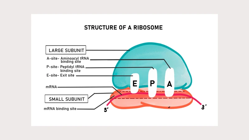 Vị trí của ribosome quyết định số phận của protein mà nó tổng hợp