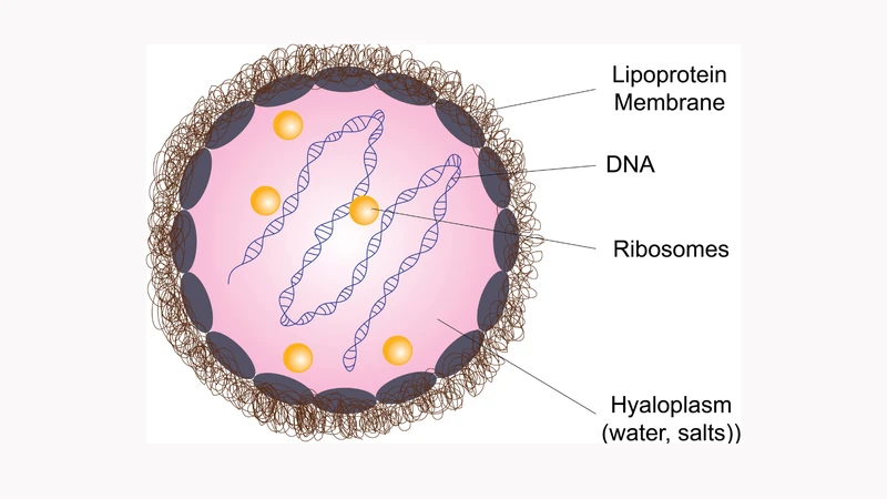 Ribosome là những bào quan nhỏ bé nhưng đóng vai trò thiết yếu cho sự sống của tế bào