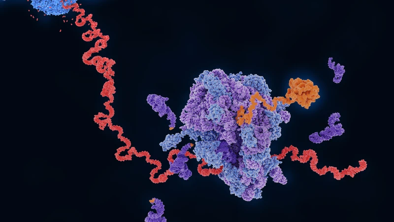 Ribosome hoạt động như một dây chuyền lắp ráp, đọc thông tin từ mRNA để tạo ra protein