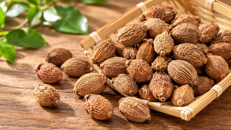 Sa nhân (Amomum villosum) là dược liệu thuộc họ Gừng