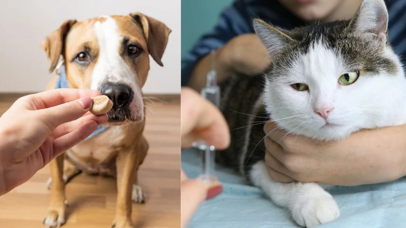 Sán chó có lây không? Nhiễm sán chó nguy hiểm như thế nào? 3
