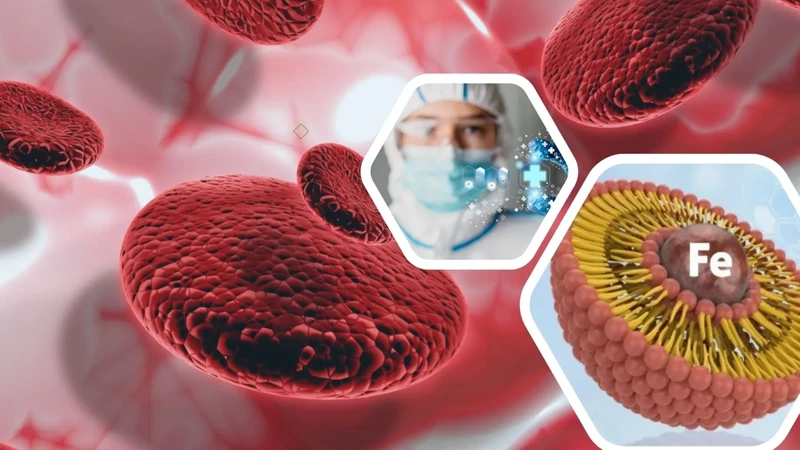 Sắt Liposome có thể di chuyển nguyên vẹn đến ruột non, nơi hấp thu sắt tốt nhất, mà không bị oxy hóa hay phân hủy sớm