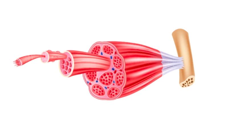 Sợi cơ là tế bào cơ dài, chứa actin và myosin, có khả năng co lại để tạo lực và giúp cơ thể vận động