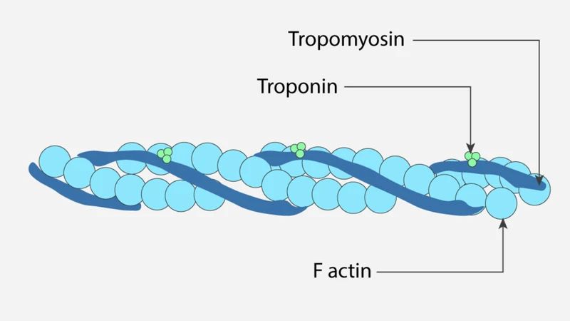 Actin và myosin là hai protein chính giúp cơ co lại và tạo lực vận động