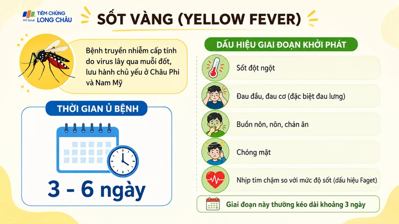 Sốt vàng có thể gây biến chứng nặng nếu không được phát hiện kịp thời