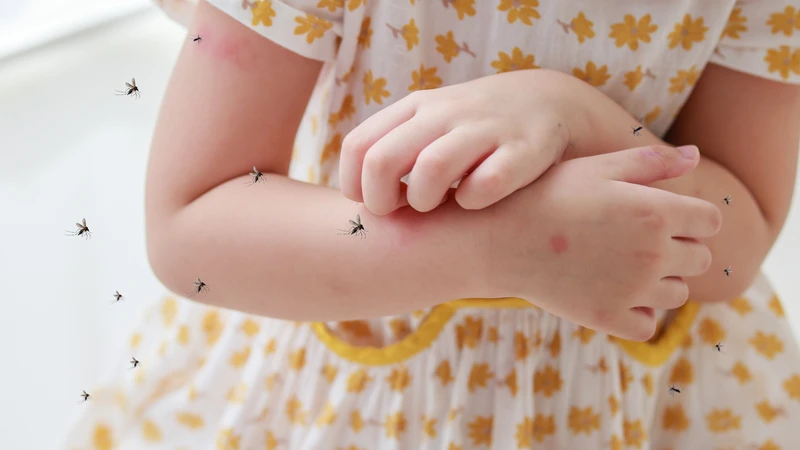 Gia tăng sốt xuất huyết mùa mưa có liên quan đến điều kiện sinh sản và phát triển của muỗi Aedes