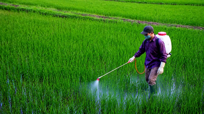 Sử dụng đồ bảo hộ lao động khi đi làm đồng giúp giảm nguy cơ mắc sốt mò