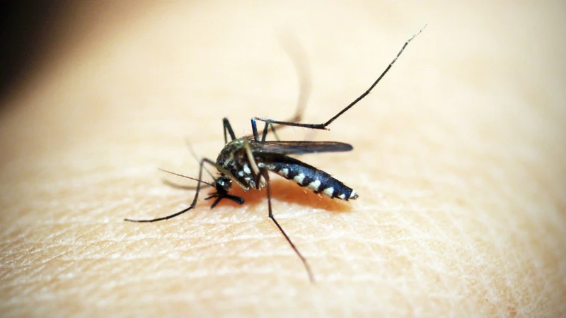 Muỗi Aedes là vector lây truyền bệnh sốt Zika từ người này sang người khác