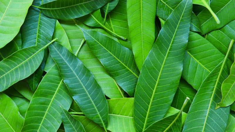 Một tác hại của lá xoài đó là có thể gây khó chịu ở đường tiêu hóa nếu dùng quá nhiều