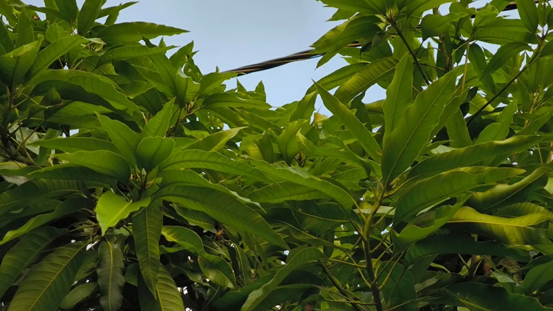 Một số nghiên cứu tiền lâm sàng đã khảo sát ảnh hưởng của chiết xuất lá xoài và các hợp chất trong lá xoài đến chuyển hóa glucose