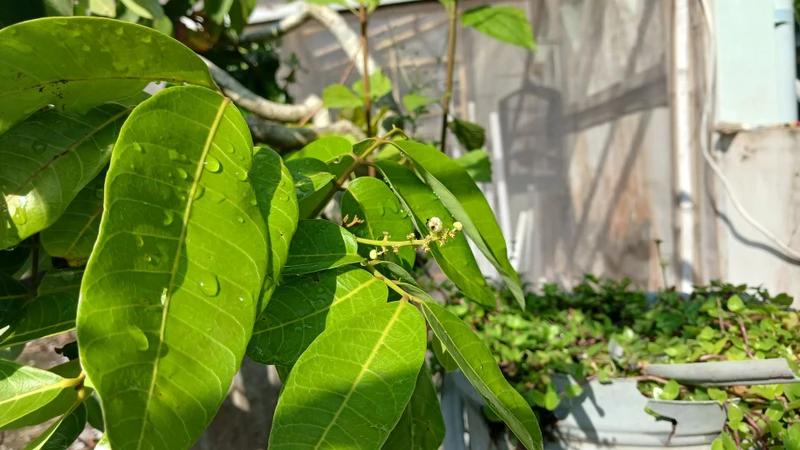 Nên sử dụng lá có nguồn gốc rõ ràng, không bị sâu bệnh, nấm mốc hoặc nghi ngờ nhiễm hóa chất