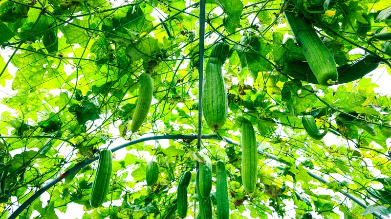 Tuyệt đối không tiêu thụ những quả mướp có vị đắng bất thường