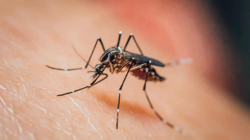 Virus Zika chủ yếu lây truyền qua trung gian là muỗi thuộc chi Aedes, đặc biệt là Aedes aegypti