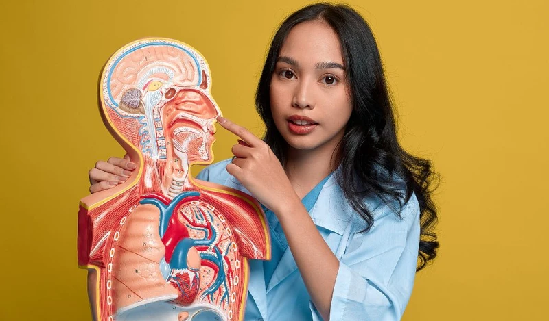 Tai mũi họng là gì? Phân tích cấu tạo và vai trò của tai mũi họng 2