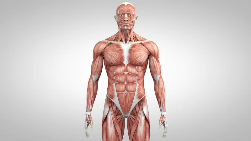 Sinh lý nam không chỉ liên quan đến khả năng tình dục mà còn phản ánh tình trạng sức khỏe thể chất và tinh thần