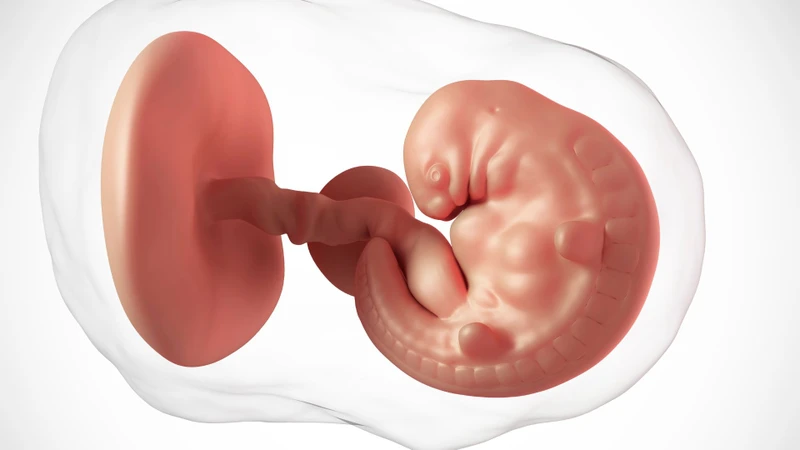 Thai 6 tuần siêu âm có thấy không? Mẹ bầu cần làm gì khi bước sang tuần thai thứ 6? 3