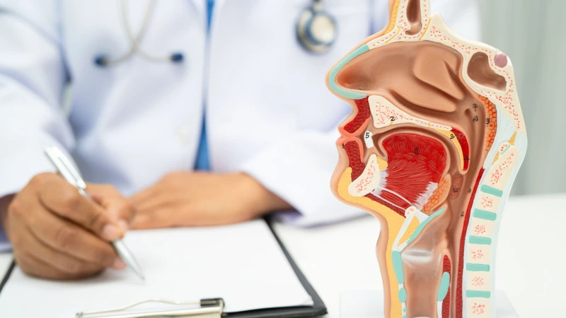 Thanh quản là gì? Thanh quản chứa dây thanh âm, giúp con người phát ra âm thanh