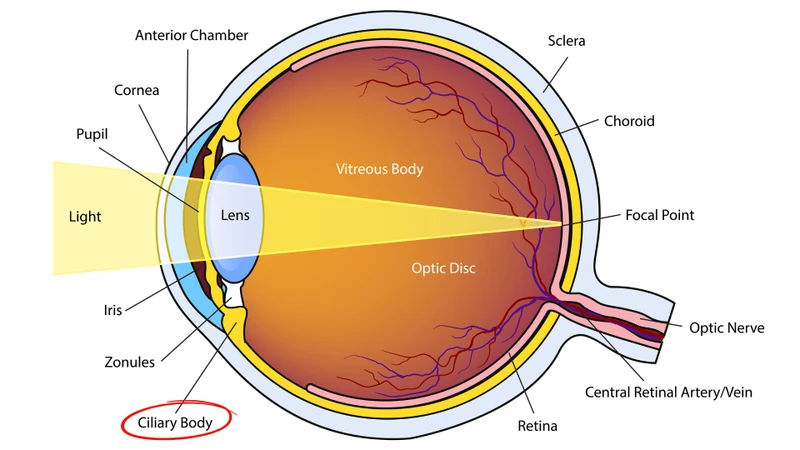 Thể mi là một phần cấu trúc đặc biệt nằm bên trong nhãn cầu, thuộc hệ thống trung gian giữa mống mắt và hắc mạc