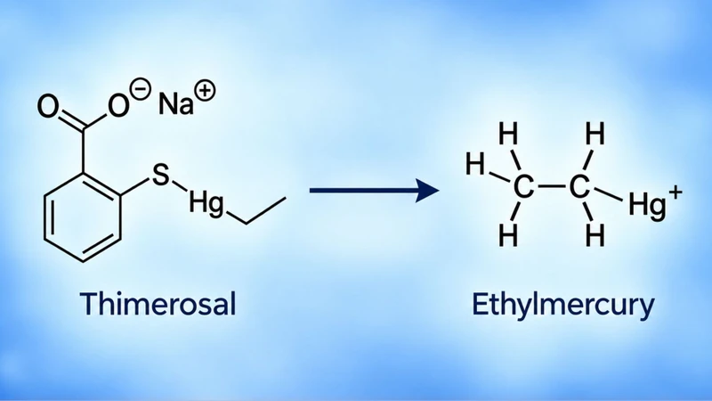 Thimerosal chuyển hóa thành ethylmercury đào thải nhanh hơn