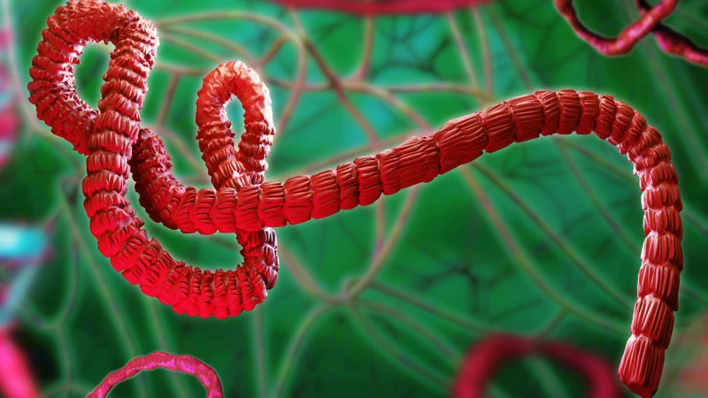 Song song với thử nghiệm vắc xin Ebola, nhiều nghiên cứu khác cũng đang được triển khai